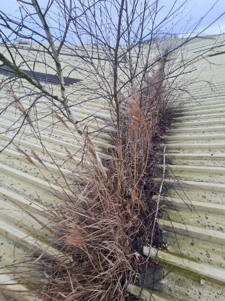 image of a large tree growing out of a gutter on the top of a commercial property