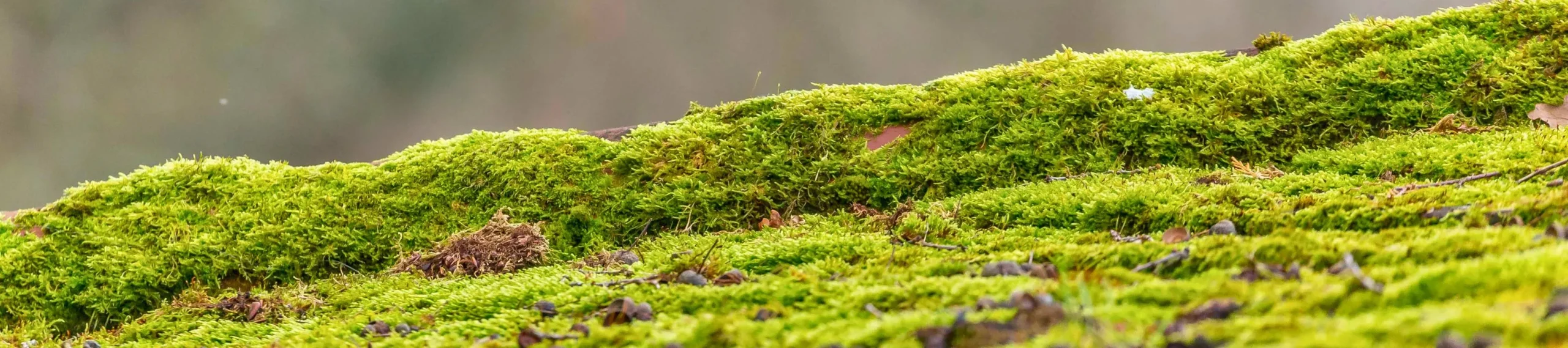 Thick moss on commercial roof damaging tiles